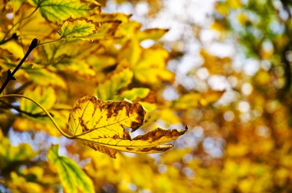 Selective focus shot of the beautiful yellow autumn leaves with blurred background — Stock Photo, Image