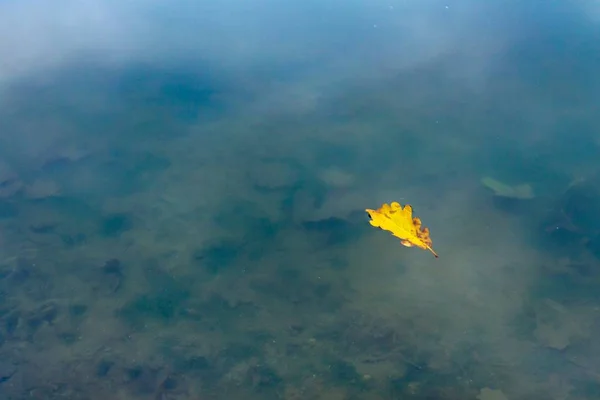 在肮脏的湖面上挂着一片黄叶的图片- -这是一张背景和墙纸的酷图片 — 图库照片