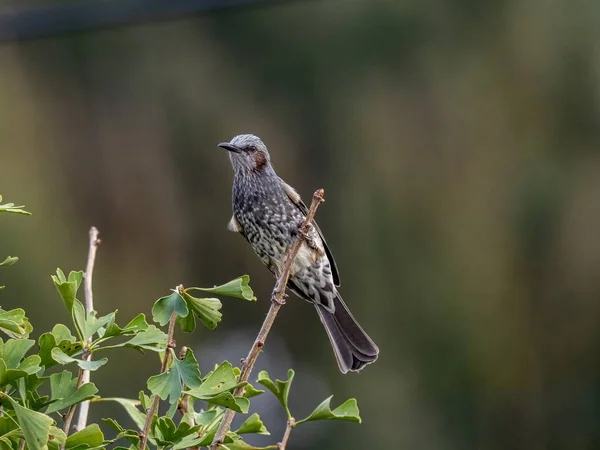 Selektive Fokusaufnahme eines niedlichen exotischen Vogels, der auf einem Ast mitten im Wald steht — Stockfoto