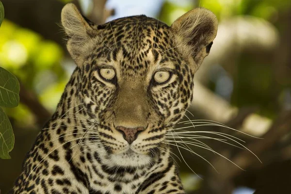 Magnífico Leopardo Africano Meio Das Folhas Árvores — Fotografia de Stock