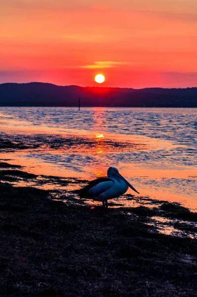 Vertikale Aufnahme eines Silberreihers am Strand mit dem schönen Sonnenuntergang im Hintergrund — Stockfoto