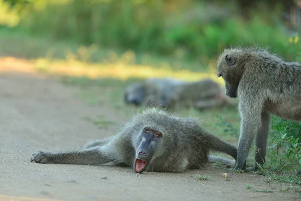 초목으로 자갈길에 개코원숭이 — 스톡 사진