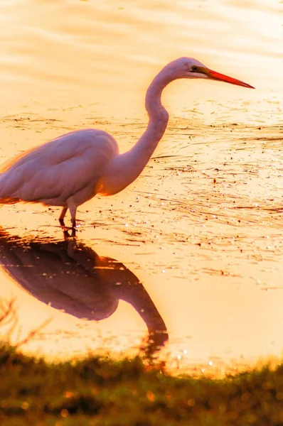 Vertikale Aufnahme eines Silberreihers und seiner Spiegelung im Wasser, aufgenommen im Sonnenuntergang — Stockfoto