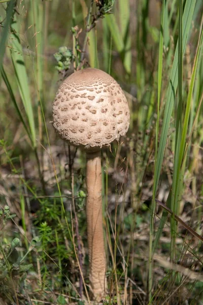 Single shiitake in een weide omgeven door lang gras met een wazige achtergrond — Stockfoto