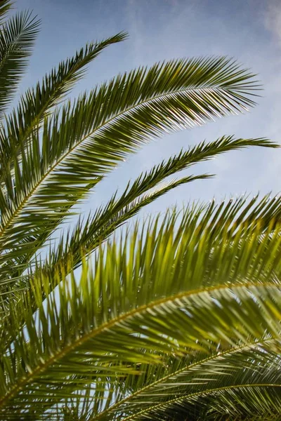 Primer plano vertical de las hojas de una planta de babassu - perfecto para un fondo vertical —  Fotos de Stock