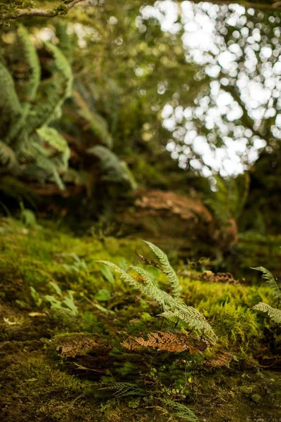 Tiro vertical de vegetación en un bosque - ideal para un fondo de pantalla — Foto de Stock