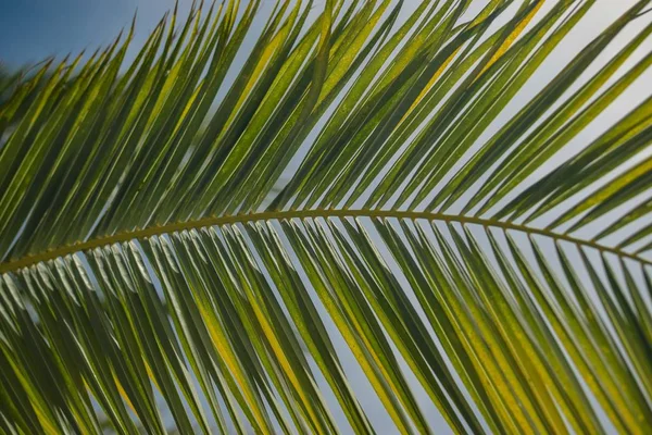 Primer plano de las hojas de una planta exótica de babassu para el fondo — Foto de Stock