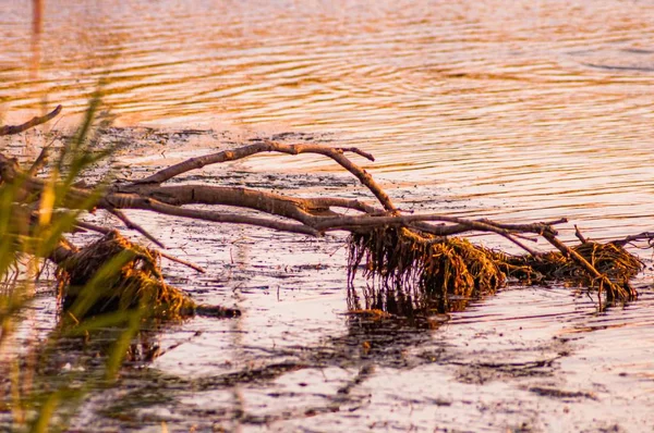 Schöne Aussicht auf einen abgebrochenen Baum, der im Wasser mit Moos bedeckt ist — Stockfoto