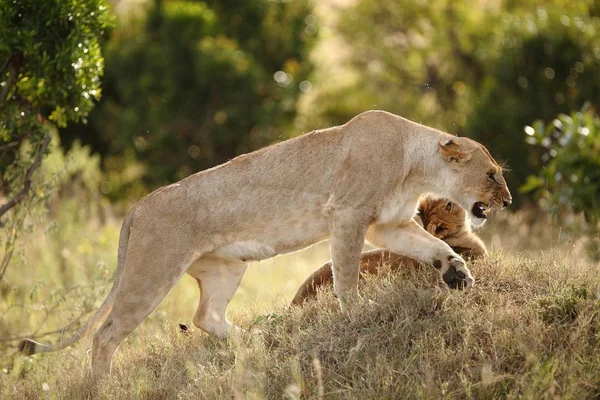 Una Hermosa Leona Jugando Con Cachorro Capturado Las Selvas Africanas —  Fotos de Stock