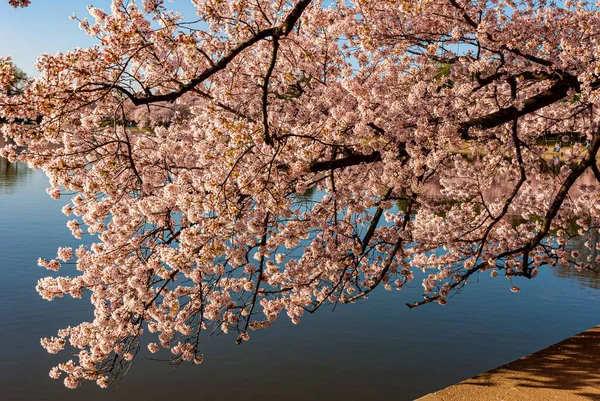 Close-up από το Washington Dc Cherry Blossom Festival — Φωτογραφία Αρχείου