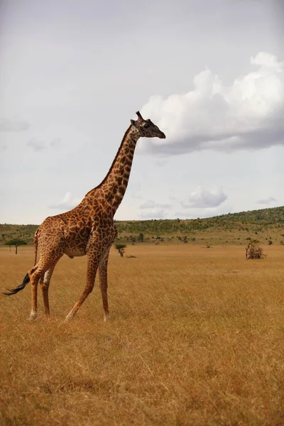 A vertical shot of a beautiful giraffe on a field covered with yellow grass in the African jungle