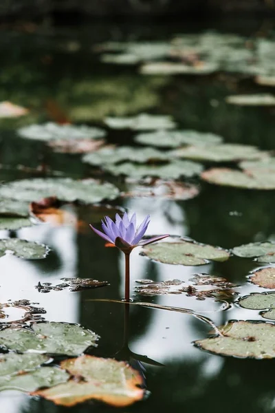 Colpo verticale di una bella ninfee viola su uno stagno — Foto Stock