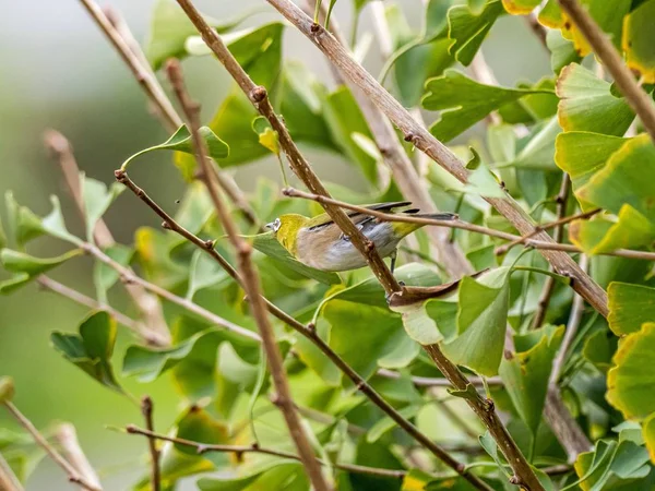 Pássaro exótico bonito em pé em um galho de árvore no meio da floresta — Fotografia de Stock