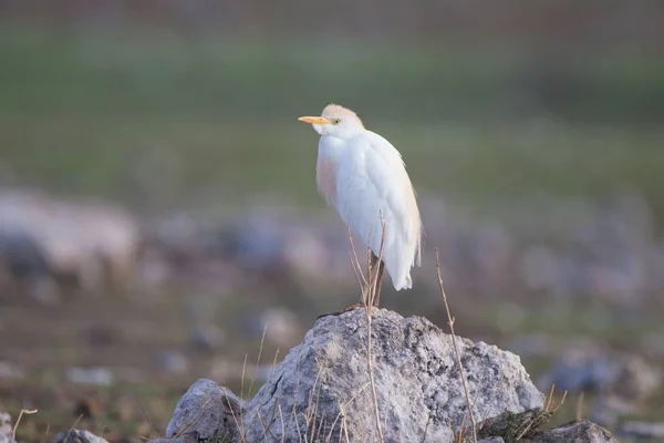 Selektiv fokusbild av en exotisk vit fågel stående på en sten — Stockfoto