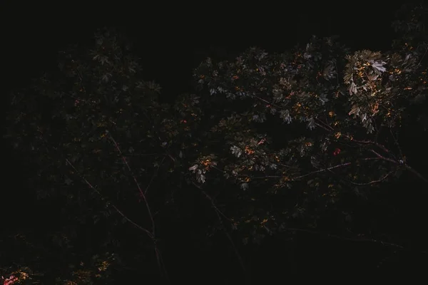 Низький кут зйомки красивого листя покритих дерев, захоплених в темряві — стокове фото