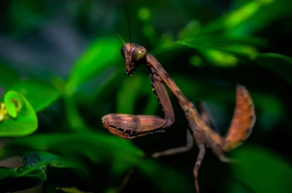 Nahaufnahme einer braunen Gottesanbeterin auf einer grünen Pflanze mit verschwommenem Hintergrund — Stockfoto