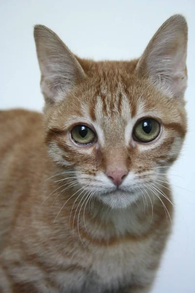Nahaufnahme einer roten Katze mit grünen Augen in einem Haus vor einem weißen verschwommenen Hintergrund — Stockfoto