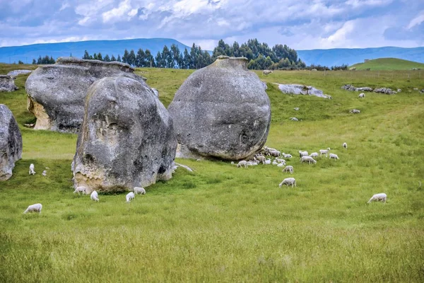 Herd of sheep in grassland in Waitaki basin near Oamaru in New Zealand — Stock Photo, Image