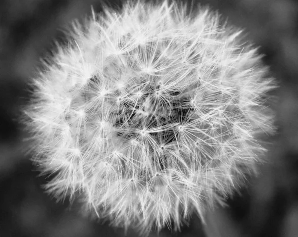 Greyscale closeup shot of a dandelion growing in the middle of a field — Stock Photo, Image