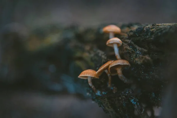 Крупним планом вигляд маленьких коричневих грибів на гілці дерева з розмитим тлом — стокове фото