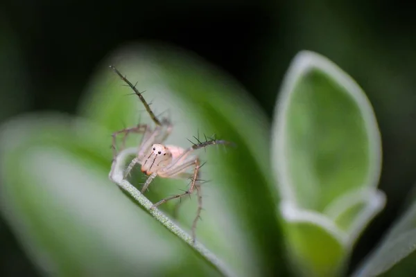 Makro fotózás lövés egy rovar egy zöld növény homályos háttérrel — Stock Fotó
