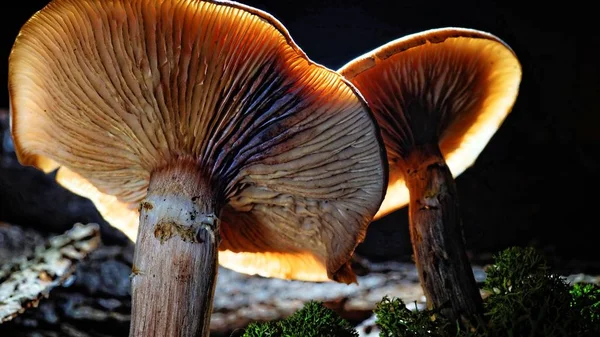 Gros plan de champignon avec un fond flou — Photo