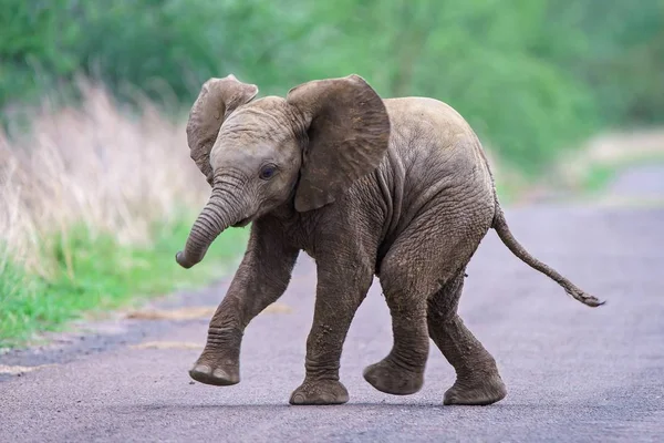 Söt Baby Elefant Som Springer Längs Vägen Med Suddig Bakgrund — Stockfoto