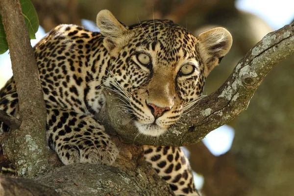 Belo Leopardo Africano Num Ramo Uma Árvore Capturada Nas Selvas — Fotografia de Stock