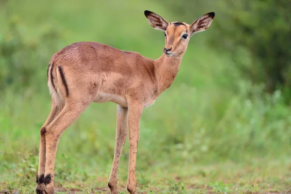 美丽的小白尾鹿宝宝在草丛中覆盖着田野 — 图库照片