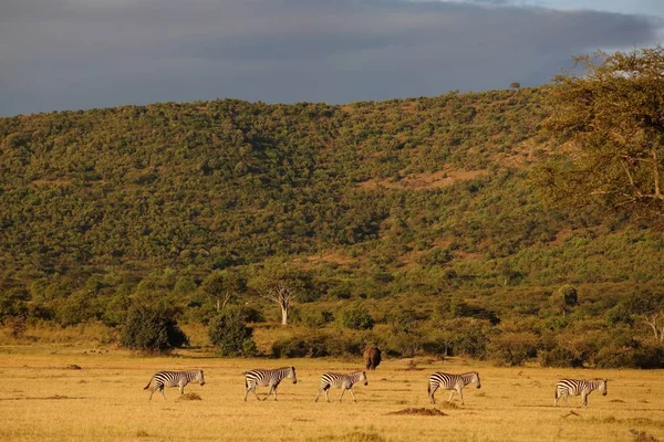 Flock Zebror Och Elefant Går Ett Fält Med Trädet Täckt — Stockfoto