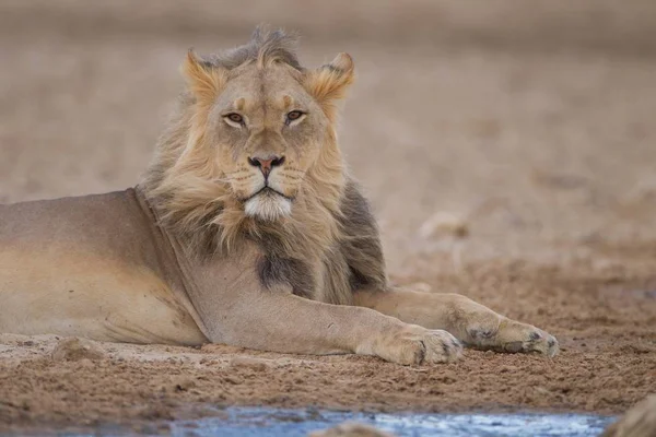 Magnífico Poderoso León Medio Del Desierto —  Fotos de Stock