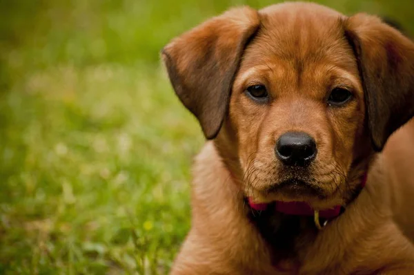 Närbild skott av en söt hund som ligger på ett gräsplan och tittar på kameran — Stockfoto