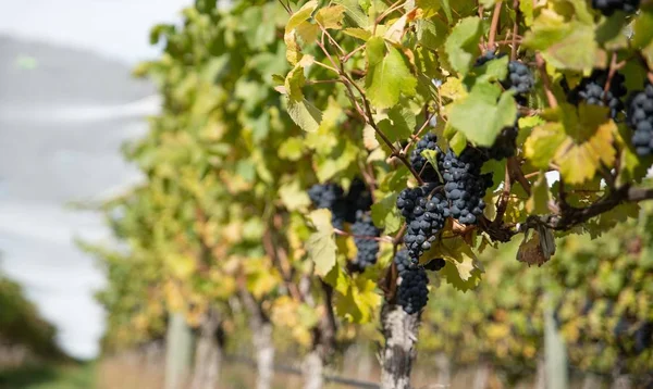 Der Zentrale Otago Weinberg Neuseeland Tagsüber — Stockfoto