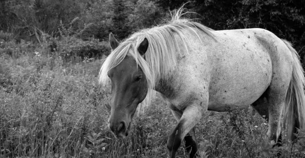 Šedý záběr nádherného bílého koně pasoucího se na poli — Stock fotografie