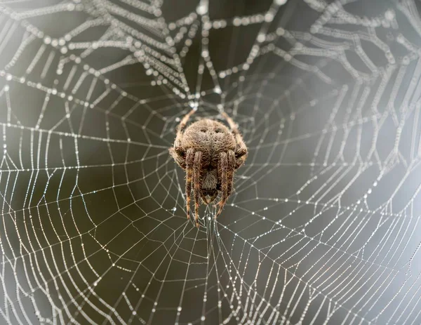 背景がぼやけているクモの巣の上に登る茶色のクモの閉鎖 — ストック写真