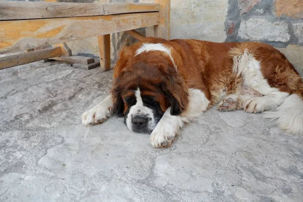 地面で寝てる可愛い犬 — ストック写真