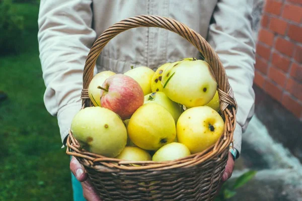 Closeup picture of a person holding a brown basket with yellow and red apples