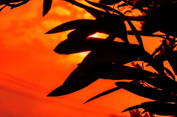 Hermosa vista de la silueta de las hojas con la puesta de sol en un cielo rojo en el fondo — Foto de Stock