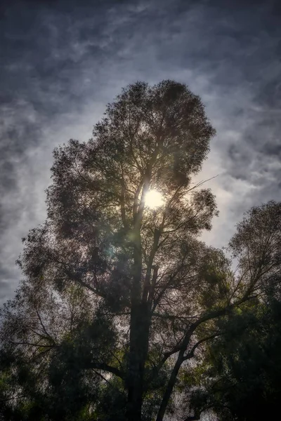 Ein Flacher Schuss Grünblättriger Bäume Unter Der Strahlenden Sonne Einem — Stockfoto