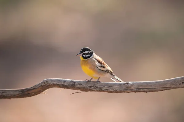 Selectieve focusshot van een exotische vogel op de tak van een boom — Stockfoto