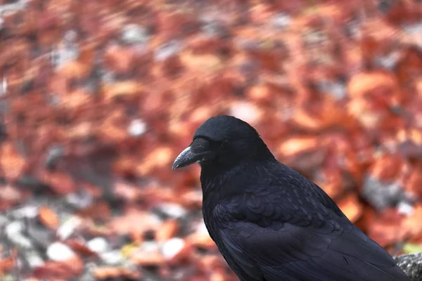 Primer plano de un cuervo negro de pie en un parque con hojas de colores sobre el fondo borroso —  Fotos de Stock