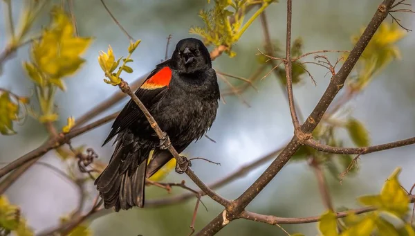 Rotflügelamsel — Stockfoto