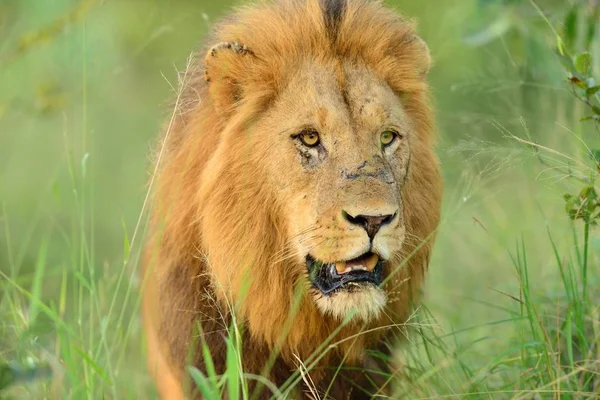 Ένα Κοντινό Πλάνο Ενός Υπέροχου Λιονταριού Στη Μέση Του Χλοοτάπητα — Φωτογραφία Αρχείου