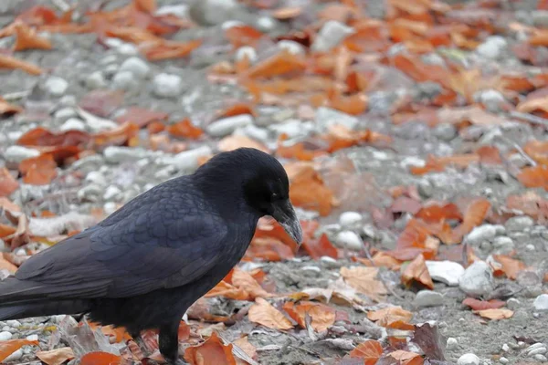 Closeup de um corvo preto com um bico longo em pé em um chão coberto com folhas durante o outono — Fotografia de Stock
