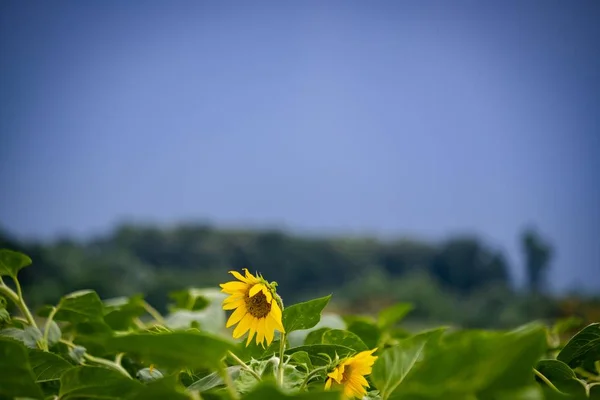 Captura selectiva de enfoque de un hermoso girasol creciendo en el campo con un fondo borroso —  Fotos de Stock