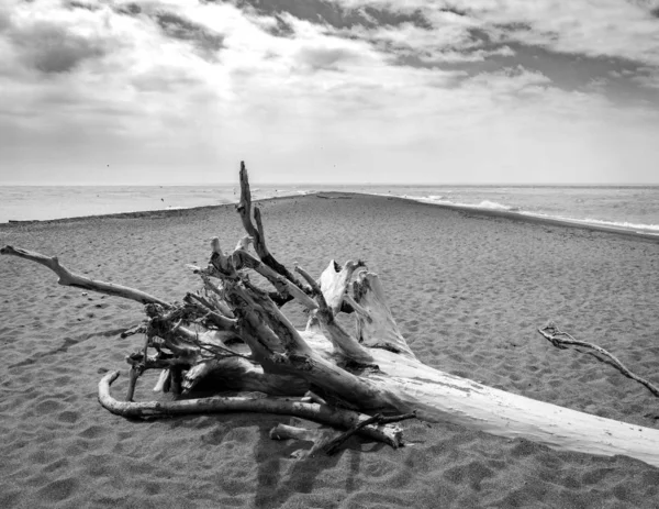 Graustufenaufnahme von alten Baumwurzeln, die halb im Sand am Meer unter den Gewitterwolken begraben sind — Stockfoto