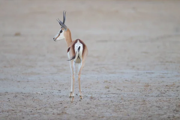 Beautiful Springbok Captured Middle Desert — 图库照片