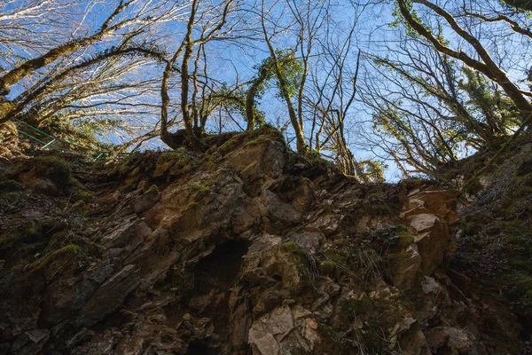 クロアチア イストリアのブトリ滝近くの木の低角度ショット — ストック写真