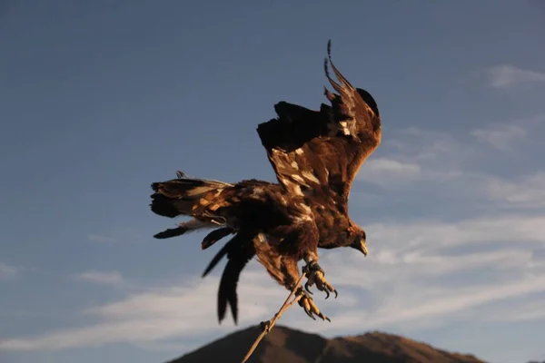 Picture of a flying golden eagle under a blue sky during sunset with mountains on the background — Stock Photo, Image