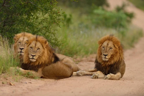 Група Левів Відпочивають Дорозі Травою Покриті Поля Джунглях — стокове фото